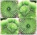20 x Agave stricta - aka Hedgehog Agave, rabo de léon, Globe Agave Plant Seeds - Royal Horticultural Society's Award of Garden Merit - by MySeeds.Co