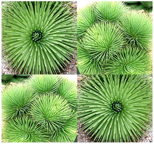 20 x Agave stricta - aka hedgehog agave, rabo de léon, Globe Agave Plant Seeds - Royal Horticultural Society's Award of Garden Merit - By MySeeds.Co