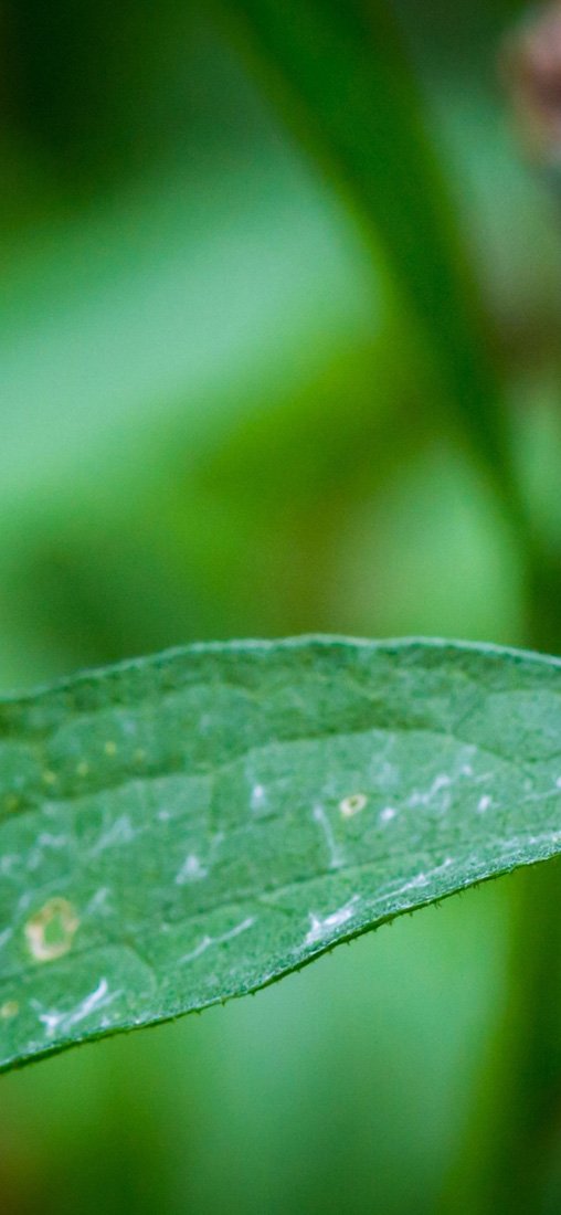 PeelitStickit Jungle, Wall Murals, ID-035, vinyl