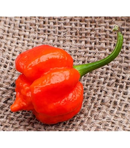 Peperoncino Trinidad moruga scorpion yellow - Coltivazione e