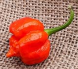 Moruga Variant Trinidad Scorpion Heirloom Pepper Premium Seed Packet, World Record Holder + More