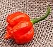 Moruga Variant Trinidad Scorpion Heirloom Pepper Premium Seed Packet, World Record Holder + More primary