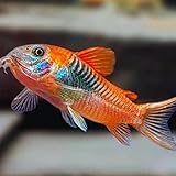 Neat&Tidy Orange Venezuelan Cory - Pack of 4 Fish