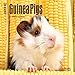 Guinea Pigs 2017 Small Wall Calendar