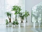 elho B.for Soft Round 22 Indoor Plant Pot 100% Recycled Plastic Ø22.3 x H20.4 cm view 5