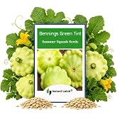 20 Bennings Green Tint Summer Squash Seeds | Non-GMO | Fresh Garden Seeds | Instant Latch