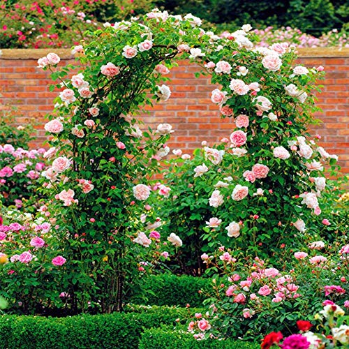 YYQ SHOP Metall Torbogen Rosenbogen Rankhilfe Schwarz/Grün Rankgitter Stabil Gartenbogen für Kletterpflanzen Garten… – Bild 4