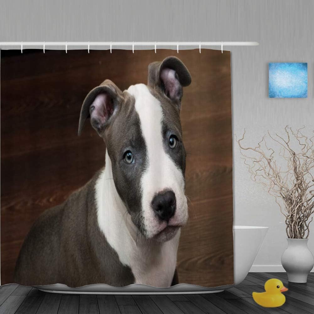 gray pit puppy
