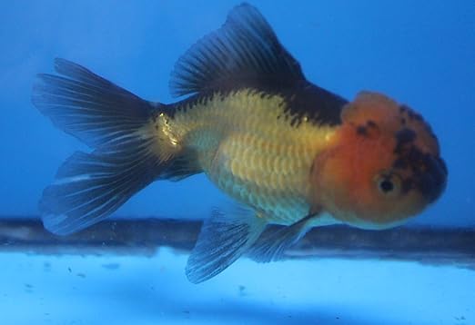 black oranda goldfish price