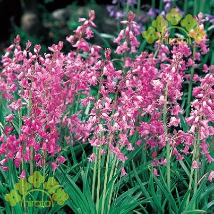 Amazon 球根 シラー カンパニュラ タ ピンク 10球入 観葉植物 オンライン通販