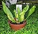 Carolina Yellow Jacket Pitcher Plant - Sarracenia - 3" Pot