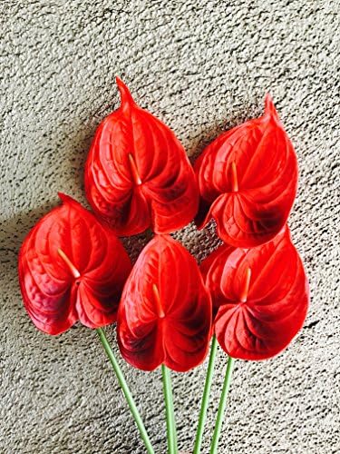 24" Real Touch artificial Anthurium Lily flowers for home decor (5 pcs) (Red)