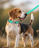 Joytale Reflective Dog Collar Medium Teal Neoprene Padded Heavy Duty Buckle view 7