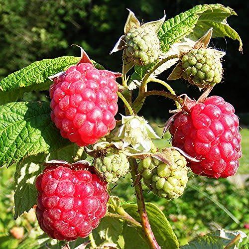 RASPBERRY Autumn Bliss 2L pot grown twin pack