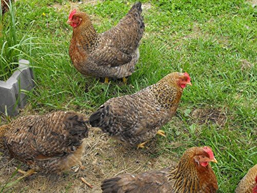 6x German Bielefelder Hatching Incubator Eggs Fertile Chicken Rare Fresh LFF