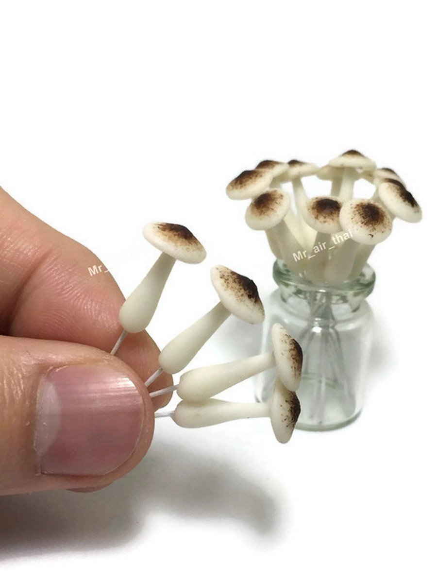 Best Mini Mushrooms For Fairy Garden
