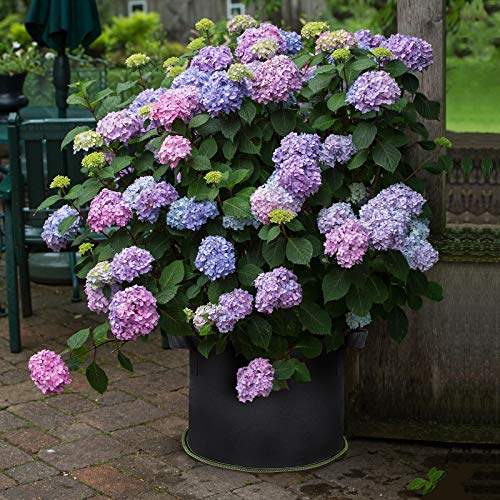 SunArea 10-Pack 10 Gallon Grow Bags, Thickened Nonwoven Aeration Fabric Pots with Reinforced Handles, Heavy Duty Plant… - Image 8