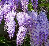 Chinese Lavender Wisteria Seeds 40 Seeds Upc 648620998484