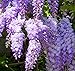 Chinese Lavender Wisteria Seeds 40 Seeds Upc 648620998484