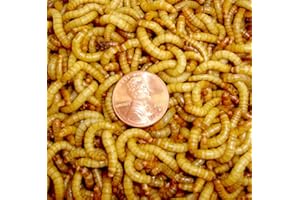 Surmen Legacy Bulk Live Mealworms - 2000 Count Bird Predator Foods