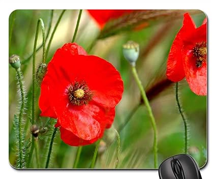 Amazoncom Mouse Pad Fleurs Des Champs Poppies Nature
