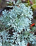 Common Rue - Ruta graveolens - Shade Perennial