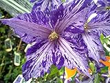 Tie Dye Clematis - Large 6