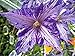 Tie Dye Clematis - Large 6" Flowers - Dark Purple/Silver Streaks - 2.5" Pot