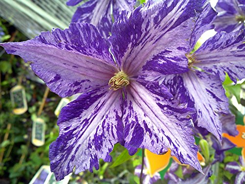 Tie Dye Clematis - Large 6 Tie Dye Clematis - Large 6
