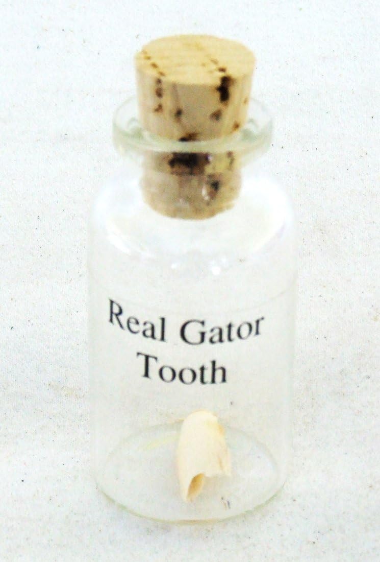 Alligator Tooth in Glass Bottle Gator New Orleans Louisianna Cajun Creole Voodoo Bayou Genuine