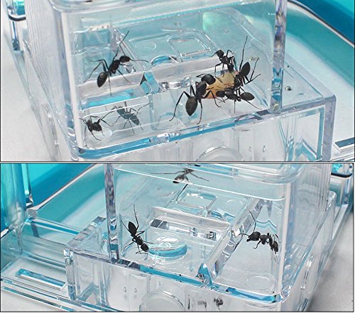 YueYueZouÂ® Ants Farm Kit, Translucent Ants Habitat Educational Gel