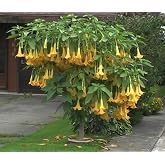 Exotic Yellow Trumpetbush Seeds - 20+ Seeds to Grow - Rare and Exotic Trumpet Bush Seeds