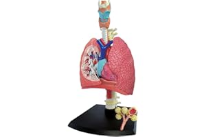 TEDCO 4D Respiratory System Model