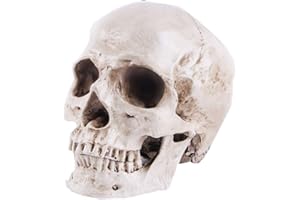 BAOZOON Life Size Replica Realistic Human Skull Head Bone Model, Anatomy White Resin Skull High Precision Teaching Tool Halloween Decor
