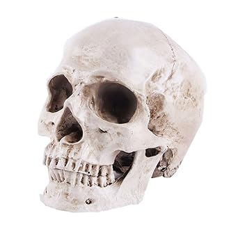 Amazon Com Life Size Replica Realistic Human Skull Head Bone Model Educational Model Teaching Model Industrial Scientific