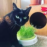 Cat FurNature Cat Grass Seeds Oat 150g Brand Cat FurNature .co .uk view 4