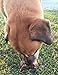 K9 Connoisseur Single Ingredient Dog Bones Made in USA for Small Breed Dogs All Natural Meaty Beef Chew Treat Bone Best for Puppies Up to 15 Pounds (1 Pk of 5 Ribblets)