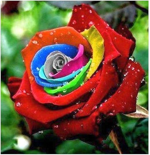 Rosa colores del arco iris - 1 semillas: Amazon.es: Jardín
