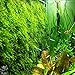 Luffy Wild Christmas Moss in Loose Form Lush, Green Moss for Aquarium Decor - Create a Moss Wall or Moss Carpet - Soft and Comforting for Fish - Shrimp's & Fry's Food
