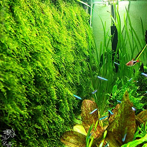 Wild Christmas Moss in Loose Form - Easy to Grow Live Plant for Aquarium - Lush, Green Moss for Decor - Create Moss Wall or Moss Carpet - Soft, Comforting for Fish - Food Source for Fry & Shrimps