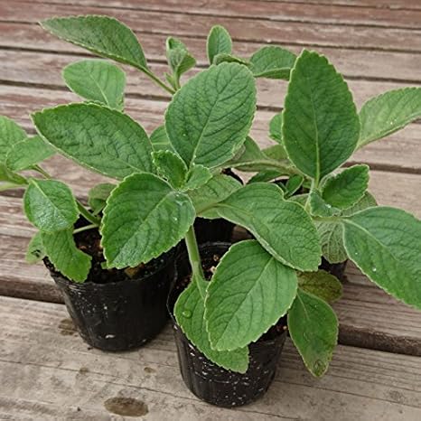Amazon マンジェリコン苗 ４個セット ブラジルでは民間療法として使用されている薬草 花 観葉植物 フラワーギフト オンライン通販