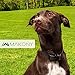 No Bark Collar Dog Training System