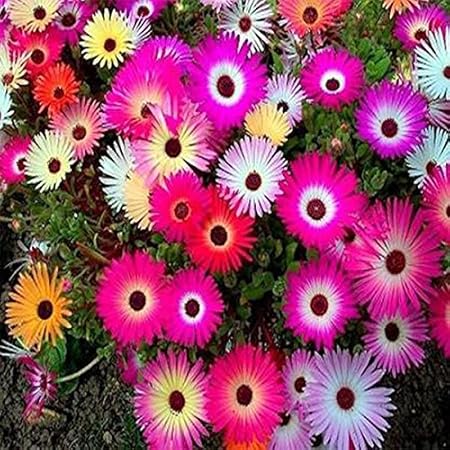 TrustBasket Open Pollinated Mesembryanthemum/ice Flower Seeds