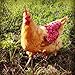 Louise's Country Closet Standard Size 5 Pack Chicken Saddle Complete Protection for Wings and Back and Made with Durable Denim