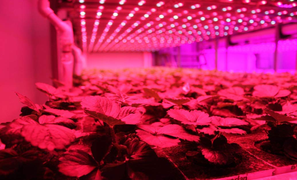 YAMAO A19 9W Plant Growing Light Bulb for Indoor Garden Greenhouse Hydroponic Flowers Vegetables Grow