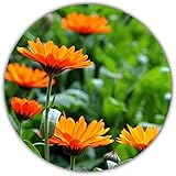 Dionaea, Venusfliegenfalle: Amazon.de: Garten