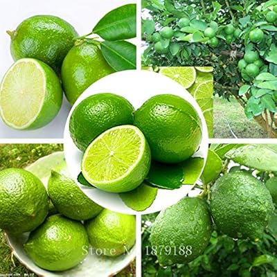 Thai Organic Key Lime Seeds Citrus Aurantifolia Lemon Seeds Fruit Seeds 20PCS