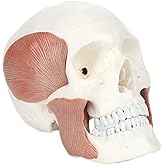 Axis Scientific Life-Size Human Skull with Masticatory Muscles | Cast from a Real Human Skull, Shows Temporalis, Masseter, Pterygoid Muscles, Jaw Range of Motion