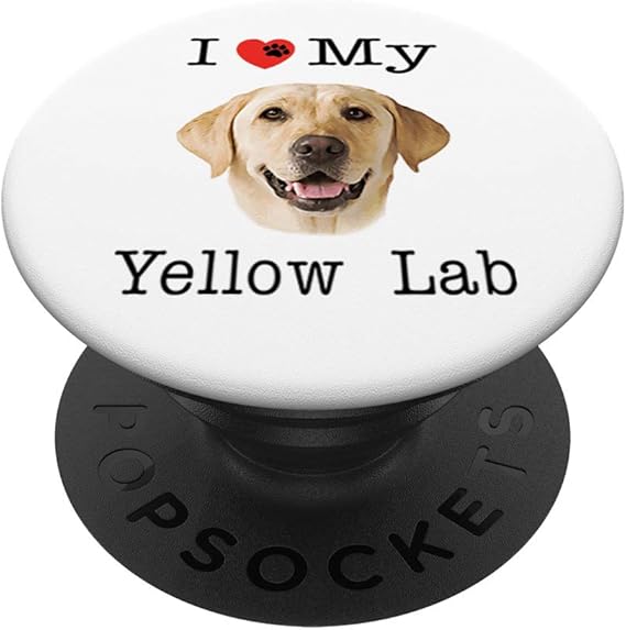 yellow lab portrait