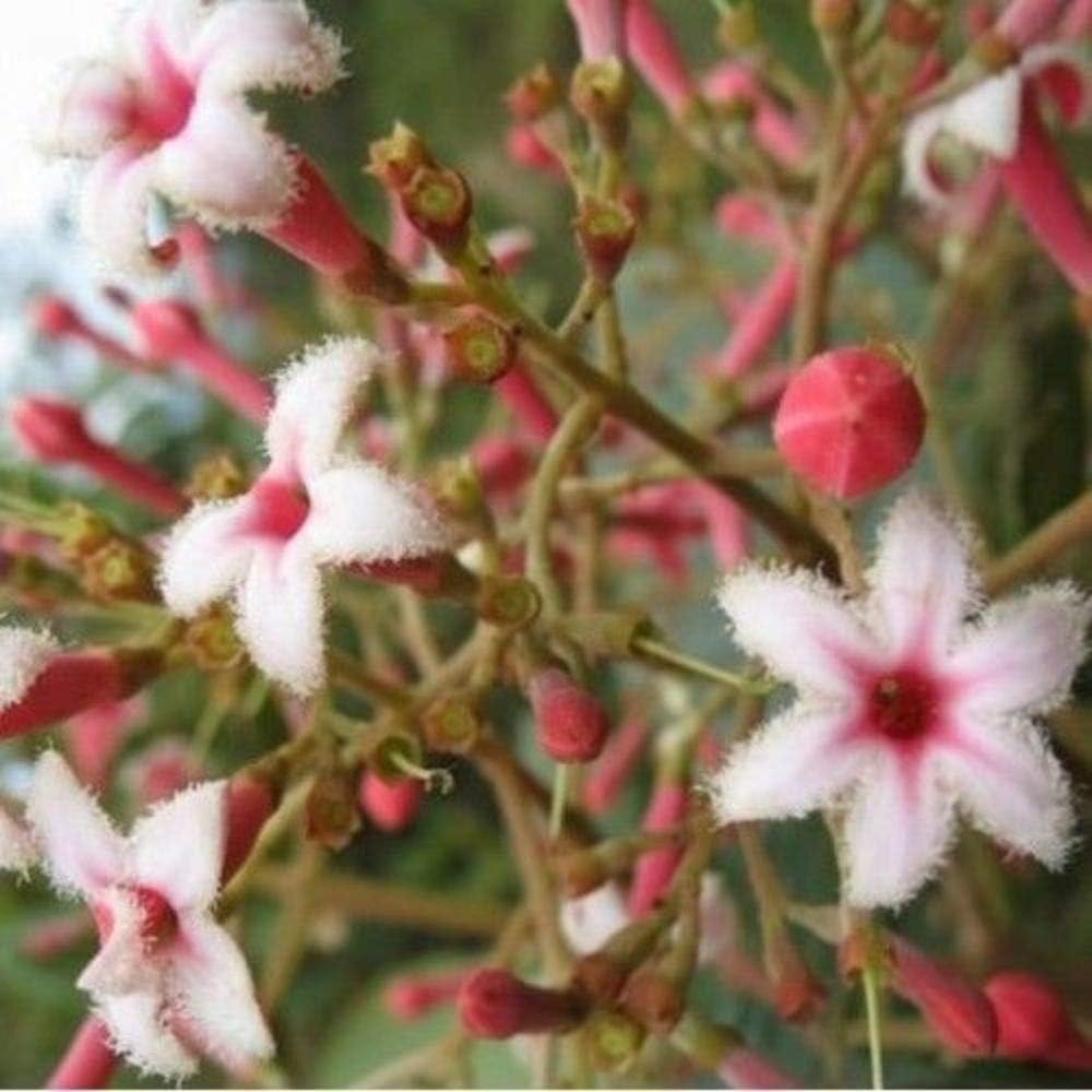25 Red Quinine Tree (Cinchona Pubescens) Seeds MX02